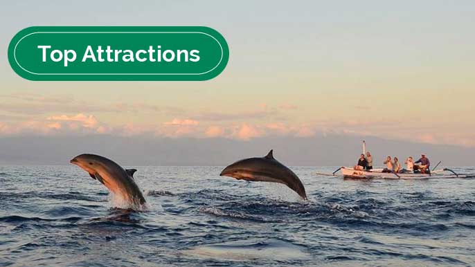 Dolphin Wild Watching and Waterfall Tour